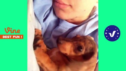 Funny animals videos 2017 -- Funny Vines Animals make us laugh