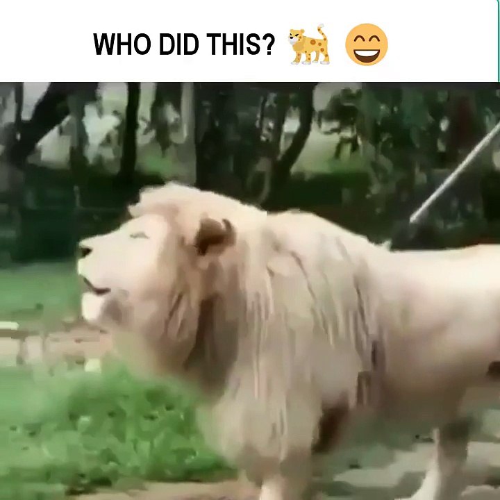 Vine- Who did this