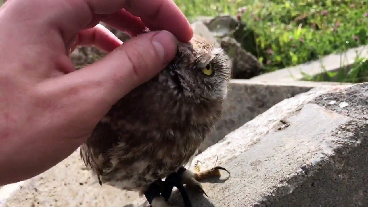 Cette petite chouette adore les calins! Trop mignon
