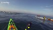 Kayakers and humpback whale witness sea lion feeding frenzy