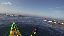 Kayakers and humpback whale witness sea lion feeding frenzy