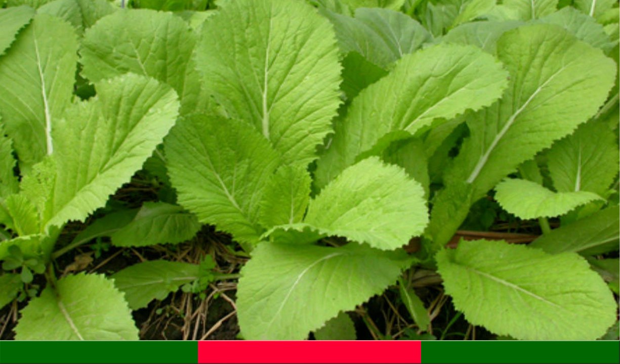 CẢI BẸ XANH: Vị thuốc đẩy lùi được nhiều bệnh tật | Cây Thuốc Quý