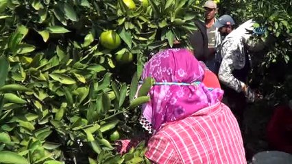 Hatay'da Mandalina Hasadı Başladı