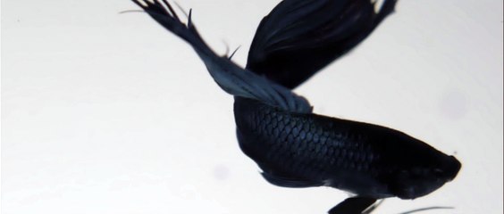 Drake - Take Care - Explicit