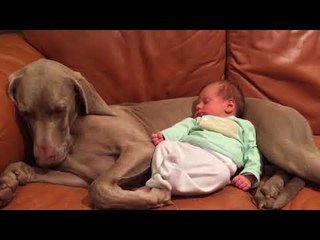 Cute Dog and Tiny Baby Share a Special Bond