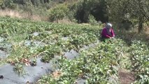 Canik Çileği Markalaşma Yolunda - Samsun