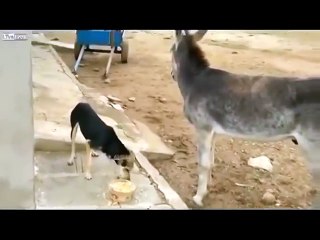 Köpek İle Eşeğin Yemek Kavgası