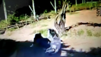 Un chien s'attaque a un lion