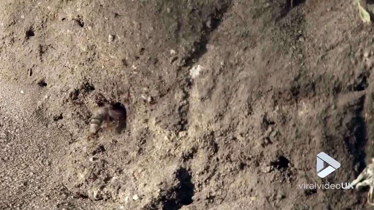 Ces fourmis ne se laissent pas faire face à une Abeille !