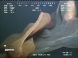 Ceci.. est un monstre marin à 5000m de profondeur !! Méduse géante de plusieurs mètres !