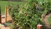 Tips and Tricks On How To Grow Tomatoes Gardening and Growing Methods
