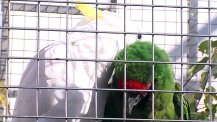 ÉVÉNEMENT/ dans les coulisses du festival du cirque