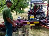 Cherry harvesting