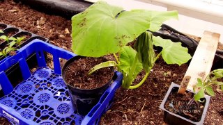 Discover How to Plant And Grow Big Pumpkins - Growing Pumpkin Tips