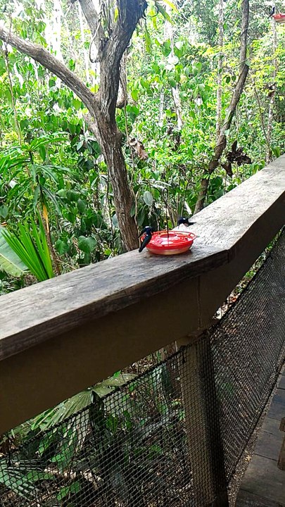 Hummingbirds In Panama