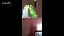 Mandarin-speaking parrot demands kiss from companion