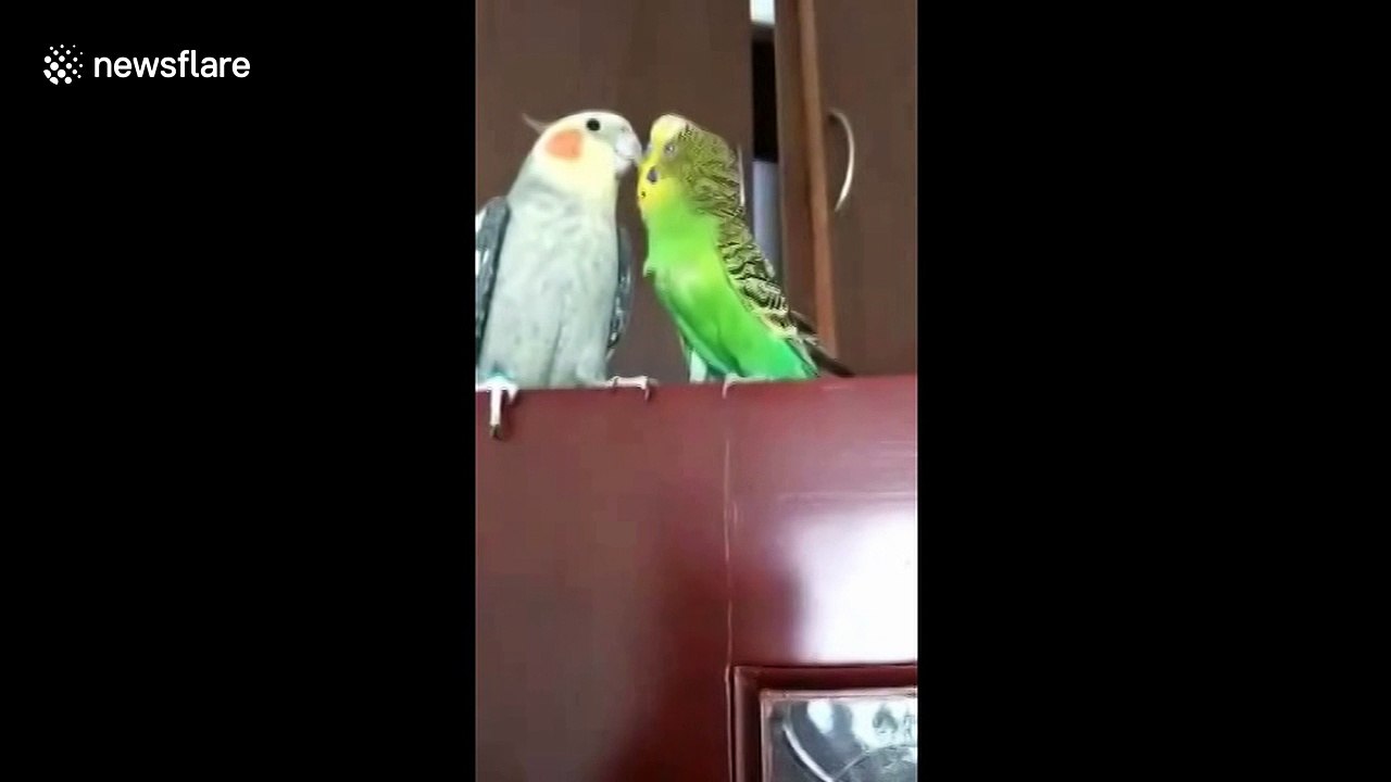 Mandarin-speaking parrot demands kiss from companion