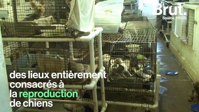 La Californie contre les fermes à chiots