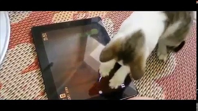 Gülme Krizine Sokan Kediler