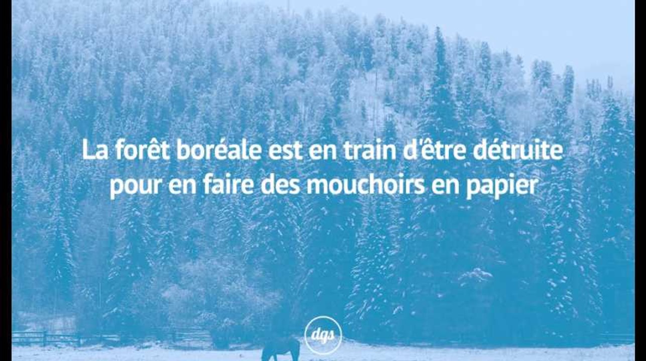 La forêt boréale est en train d'être détruite pour en faire des mouchoirs en papier