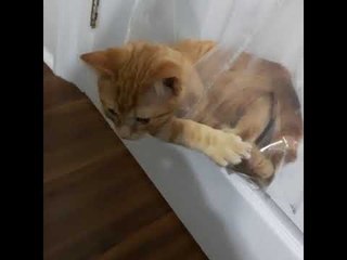 Kitty Chills in Makeshift Hammock