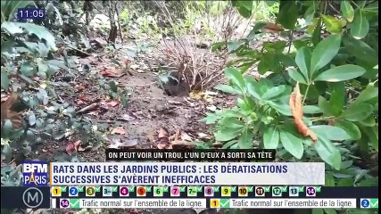 [Actualité] Des rats aux pieds de la Tour Eiffel !