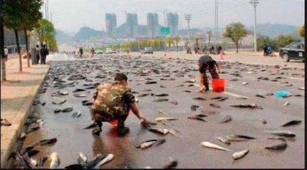 Meksika'da Şehrin Sokaklarına Gökten Balık Yağdı