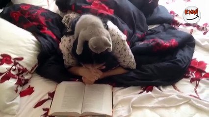 Birbirinden Tatlı Yavru Kediler