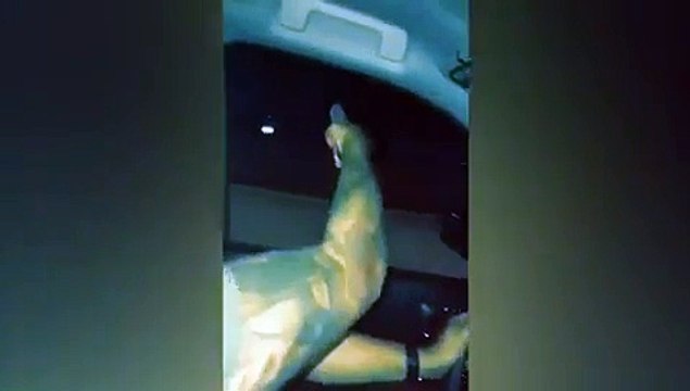 Un couple s'amuse à tirer n'importe ou en roulant dans les rues. Dingue