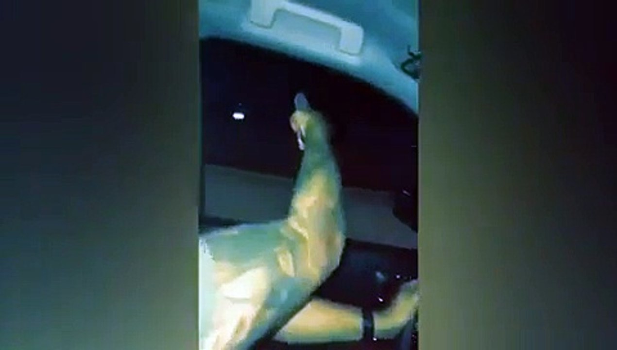 Un couple s'amuse à tirer n'importe ou en roulant dans les rues. Dingue