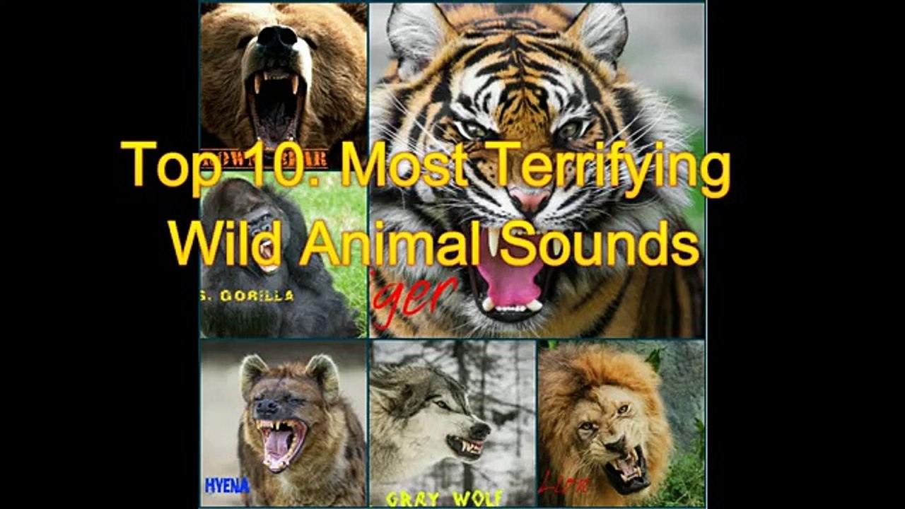 Wild animals and their sounds, Video of wild animals