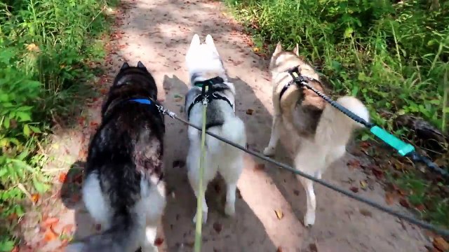 HUSKIES AT THE BEACH | Camping with Dogs | Dog Vlog