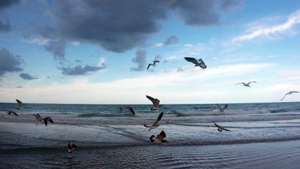 Terns & Gulls Close up diving at beach