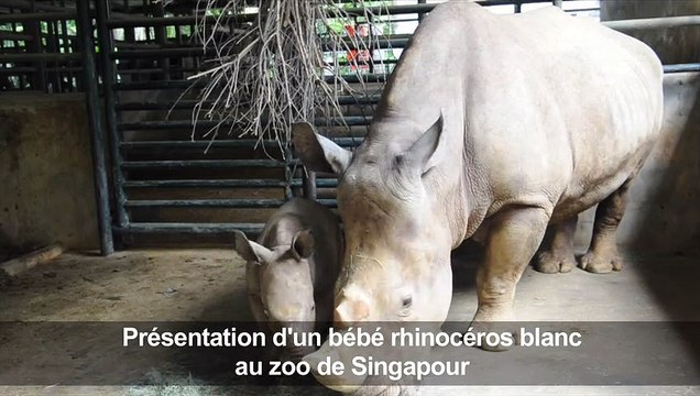 Présentation d'un bébé rhinocéros blanc au zoo de Singapour