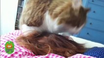 Best Funny Cats Waking Up Owners Compilation | Funnycat 12