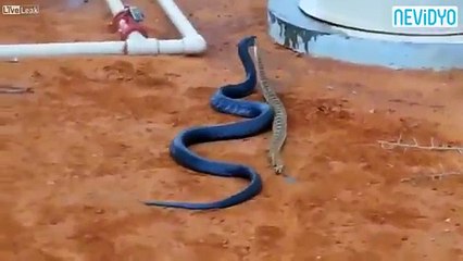 Mavi Yılan Dehşet Saçtı !