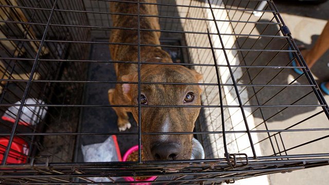 H κακοποίηση των ζώων και ο κύκλος της βίας