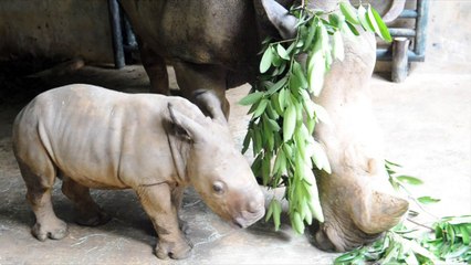 Singapore Zoo shows off baby white rhino