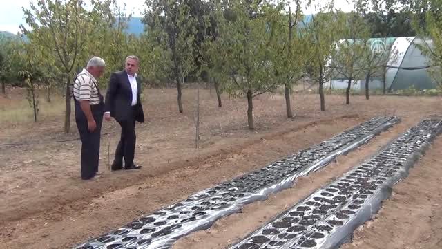 Mucize Bitki Nin Üretim Maliyeti Azaltılacak