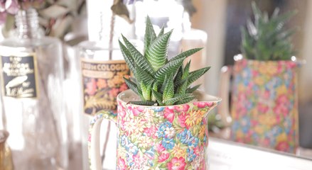 Faites de votre cactus une pièce unique !