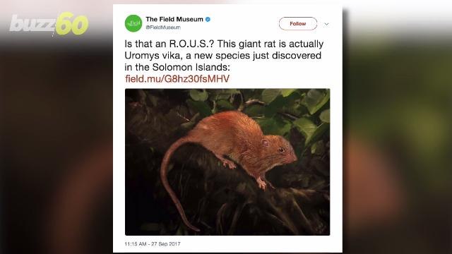 Ewww! A New Giant Rat That Can Eat Coconuts is Discovered