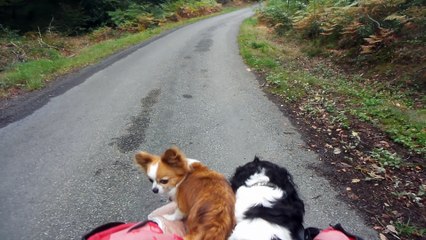 les poilus en promenade en forêt