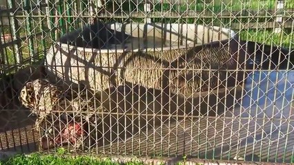 호랑이 vs 재규어 우리안에서 싸우다.