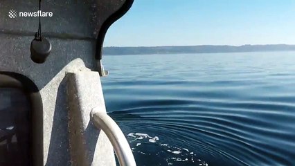 Curious humpback whale circles tourist boat