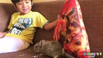 Skyheart got his first PET RABBIT - Playtime with pet rabbits for kids toys and bunny children
