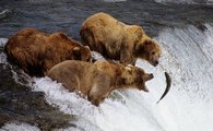 Cenas Fantásticas Do Mundo Dos Ursos Na Pesca E Disputas