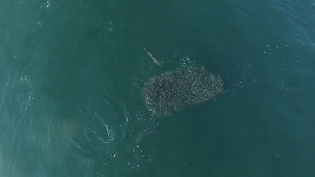 Drone Footage Captures Dolphins Feeding on a Bait Ball in Rhode Island