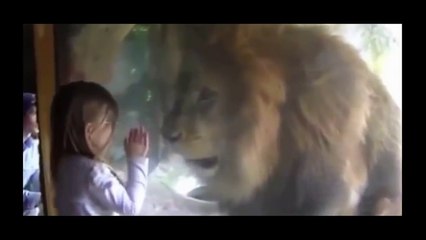 Download Video: Ce lion n'aime pas les bisous... Mais il aime bien les fillettes! Miam