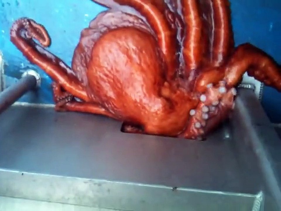 Une pieuvre très intelligente trouve le moyen de s'echapper du bateau!
