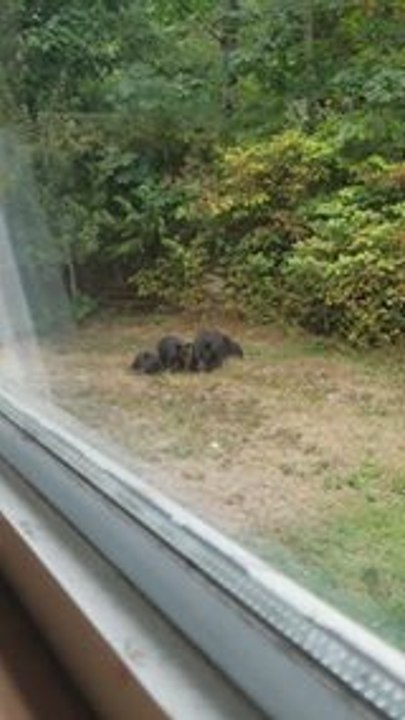 Family of Bears Spotted in the Backyard